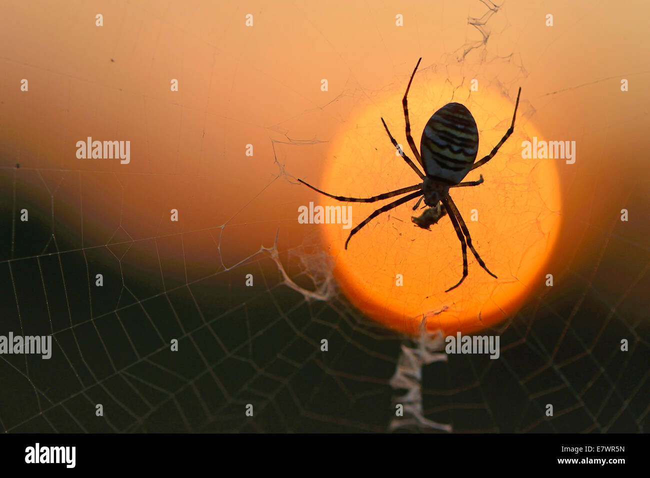 Wasp Spider (Argiope bruennichi) on a spider's web, Emsland, Lower Saxony, Germany Stock Photo