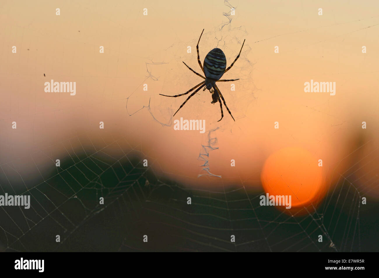 Wasp Spider (Argiope bruennichi) on a spider's web, Emsland, Lower Saxony, Germany Stock Photo