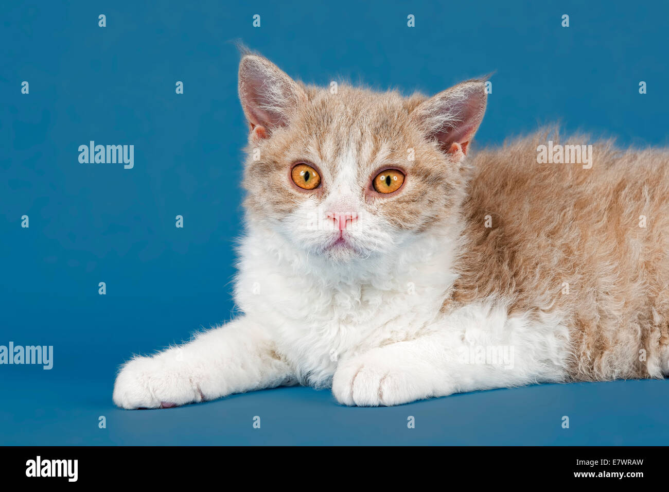 Selkirk Rex kitten, 10 weeks, colour lilac mackerel tabby white Stock