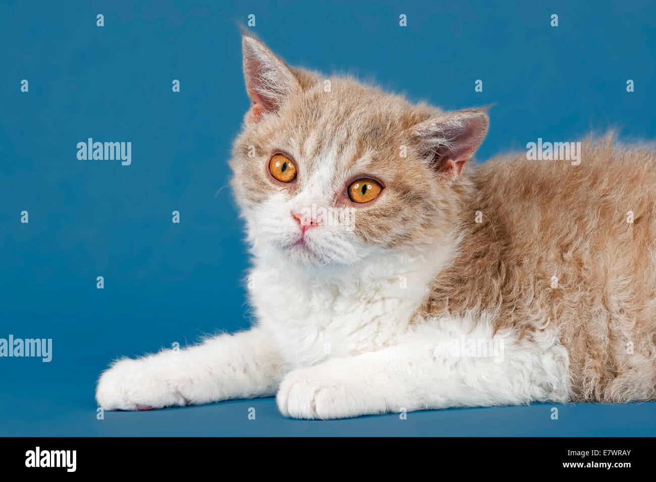 Selkirk Rex kitten, 10 weeks, colour lilac mackerel tabby white Stock