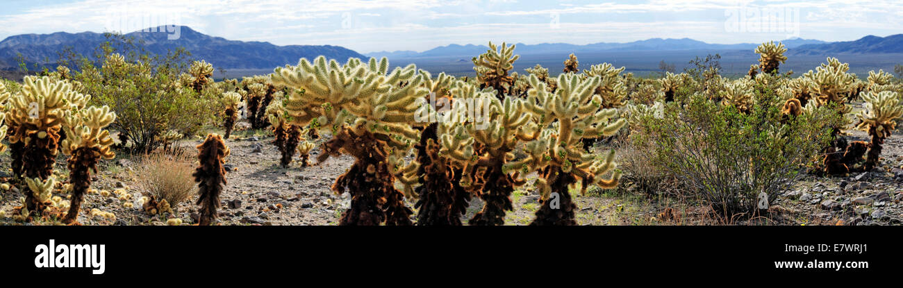 Cholla cacti in the Cholla Cactus Garden, Joshua Tree National Park, Desert Center, California, USA Stock Photo