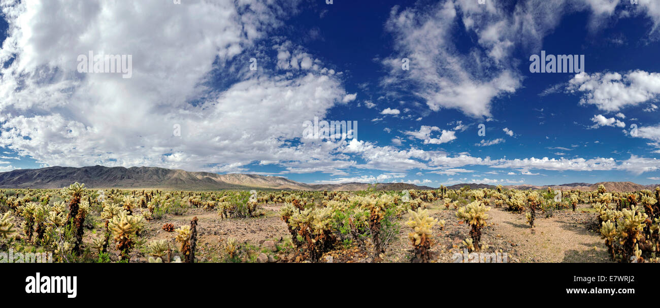 Cholla cacti in the Cholla Cactus Garden with clouds in the sky, Joshua Tree National Park, Desert Center, California, USA Stock Photo