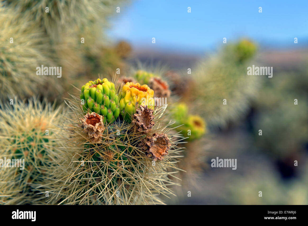 Flowering Cholla Cactus, Cholla Cactus Garden, Joshua Tree National Park, Desert Center, California, USA Stock Photo