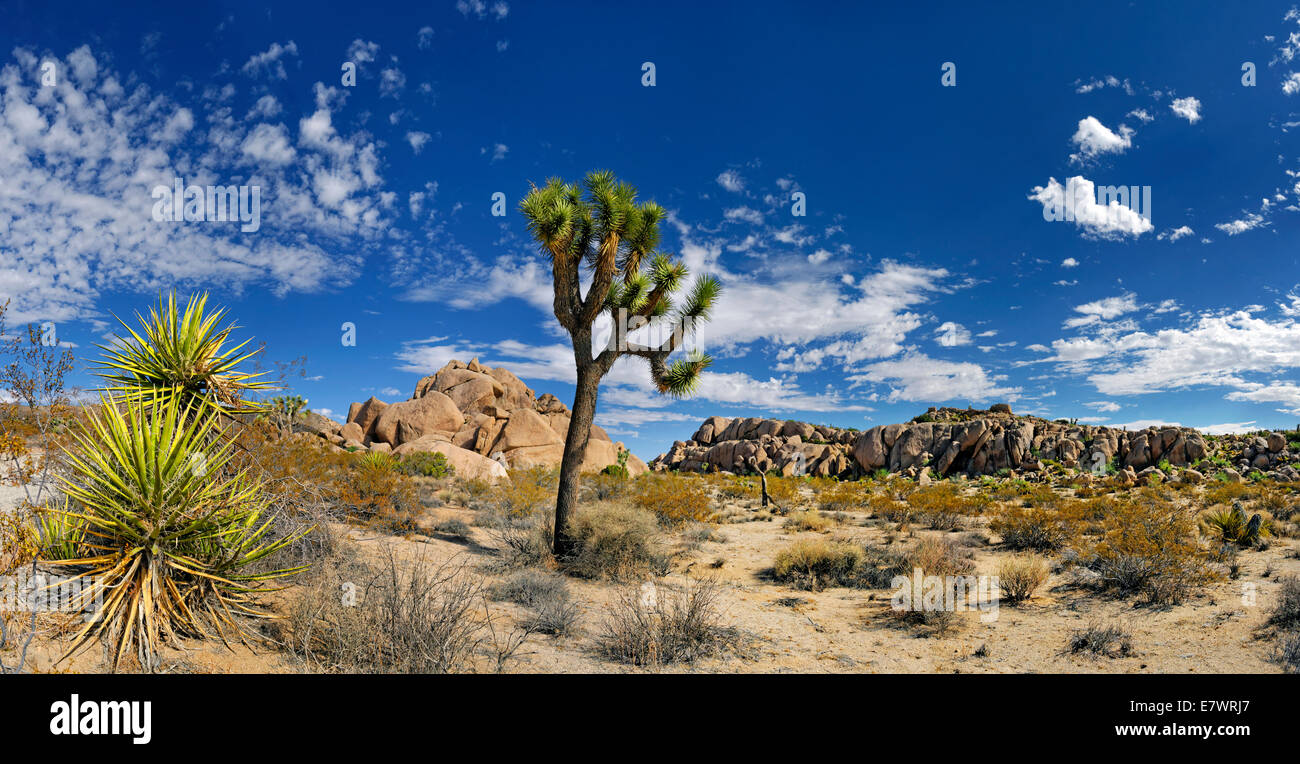 Joshua Tree or Palm Tree Yucca (Yucca brevifolia), Split Rock, Joshua Tree National Park, Desert Center, California, USA Stock Photo