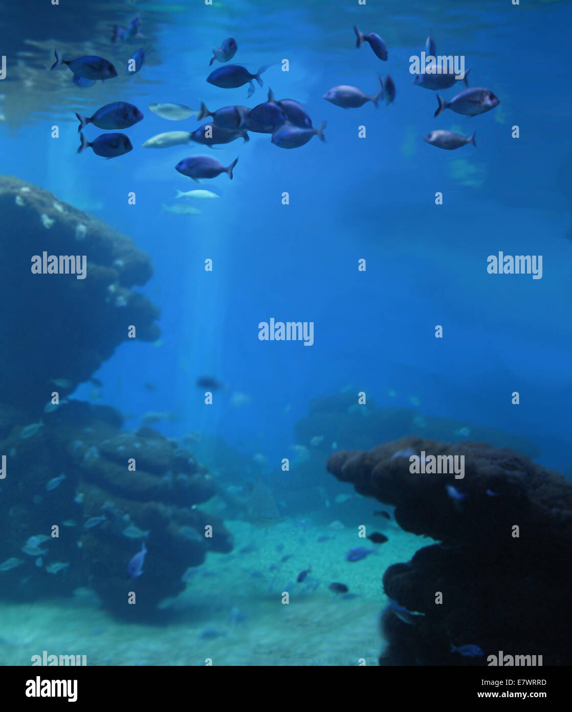 Fish close to the surface in submarine environment, digital painting Stock  Photo - Alamy