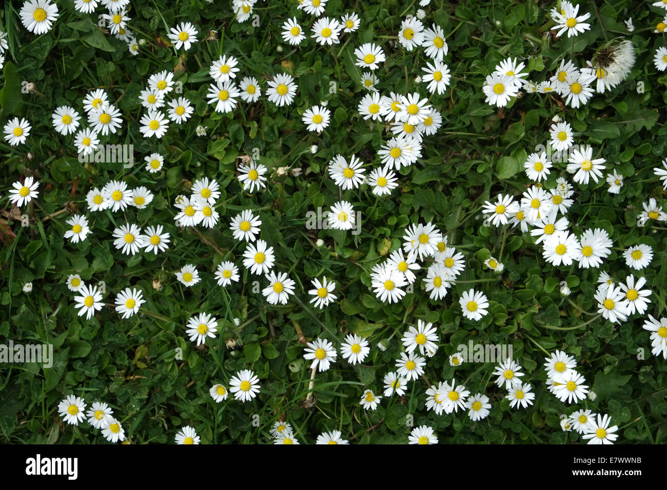 floor of daisy flowers growing in green grass lawn Stock Photo