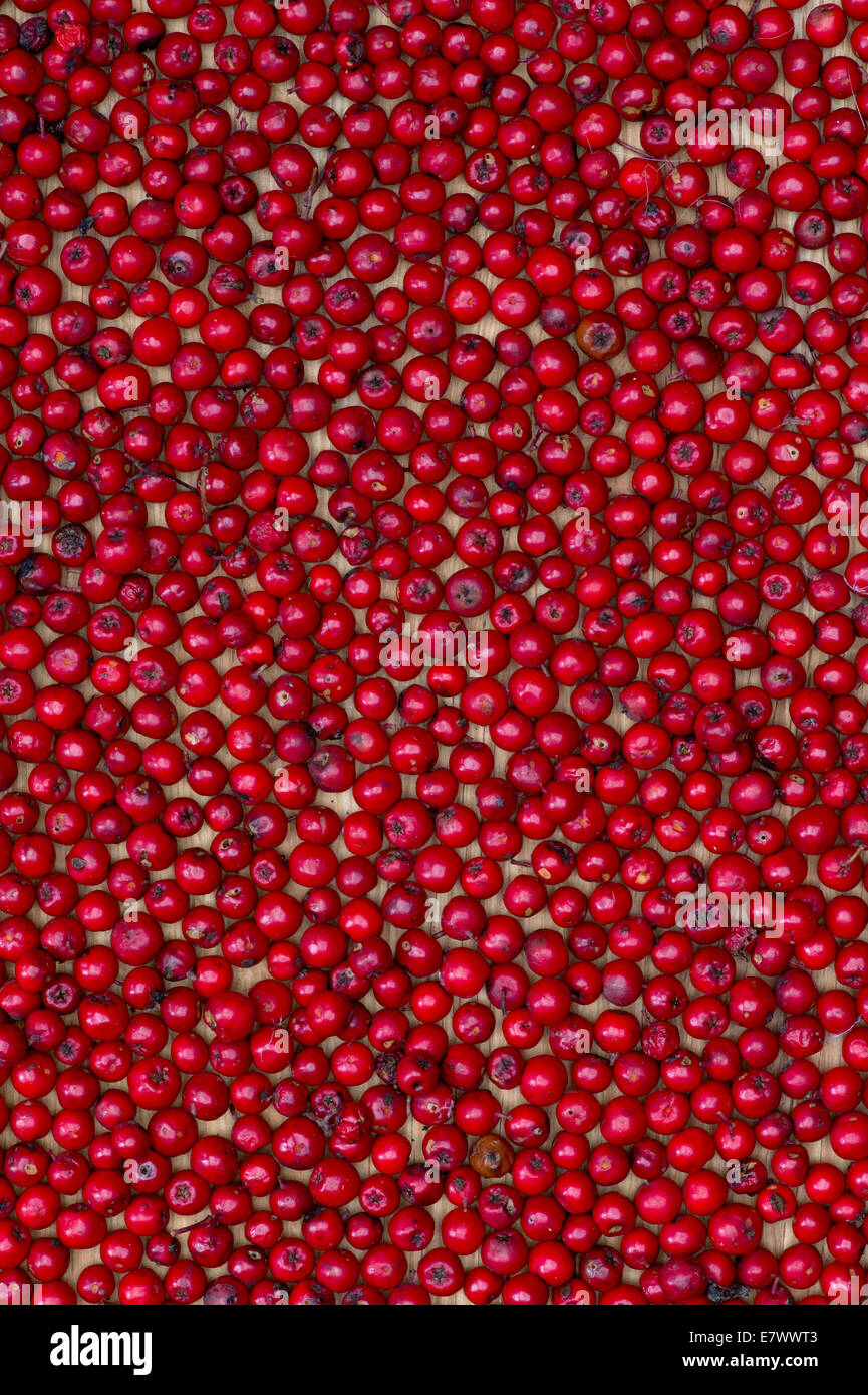Sorbus aucuparia . Rowan tree berries pattern. Stock Photo