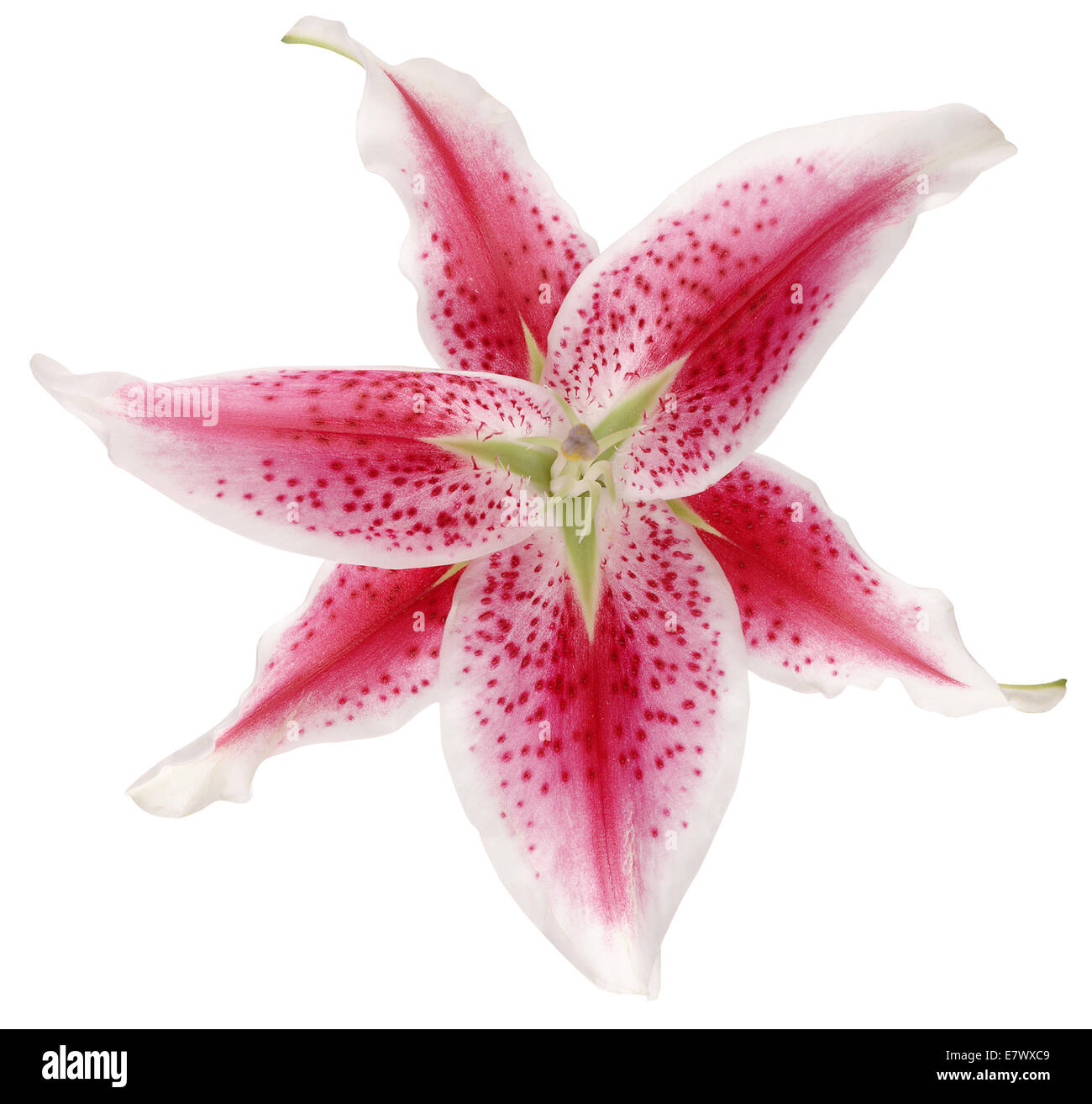 Pink Lily Stock Photo