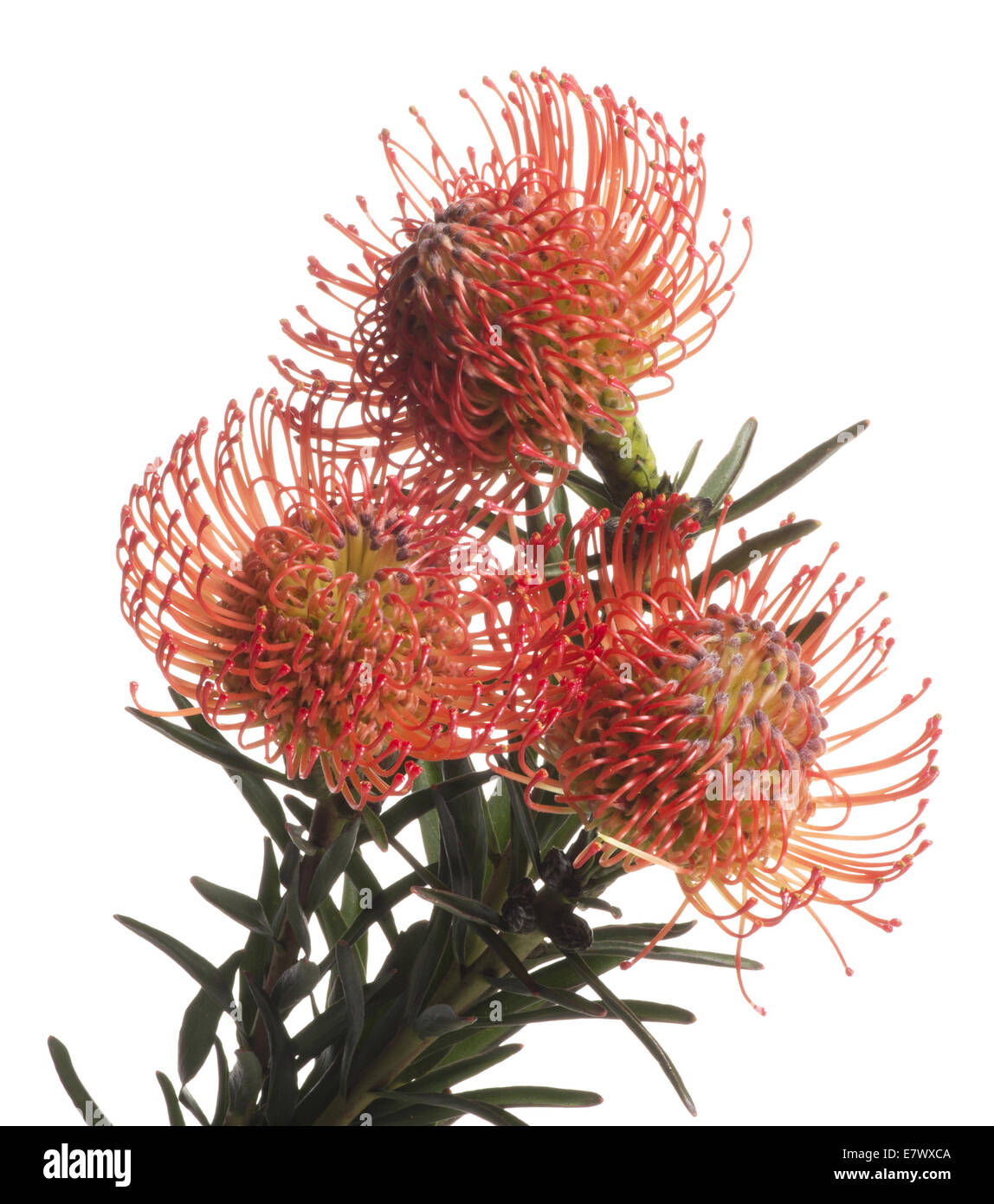 Orange flower hi-res stock photography and images - Alamy