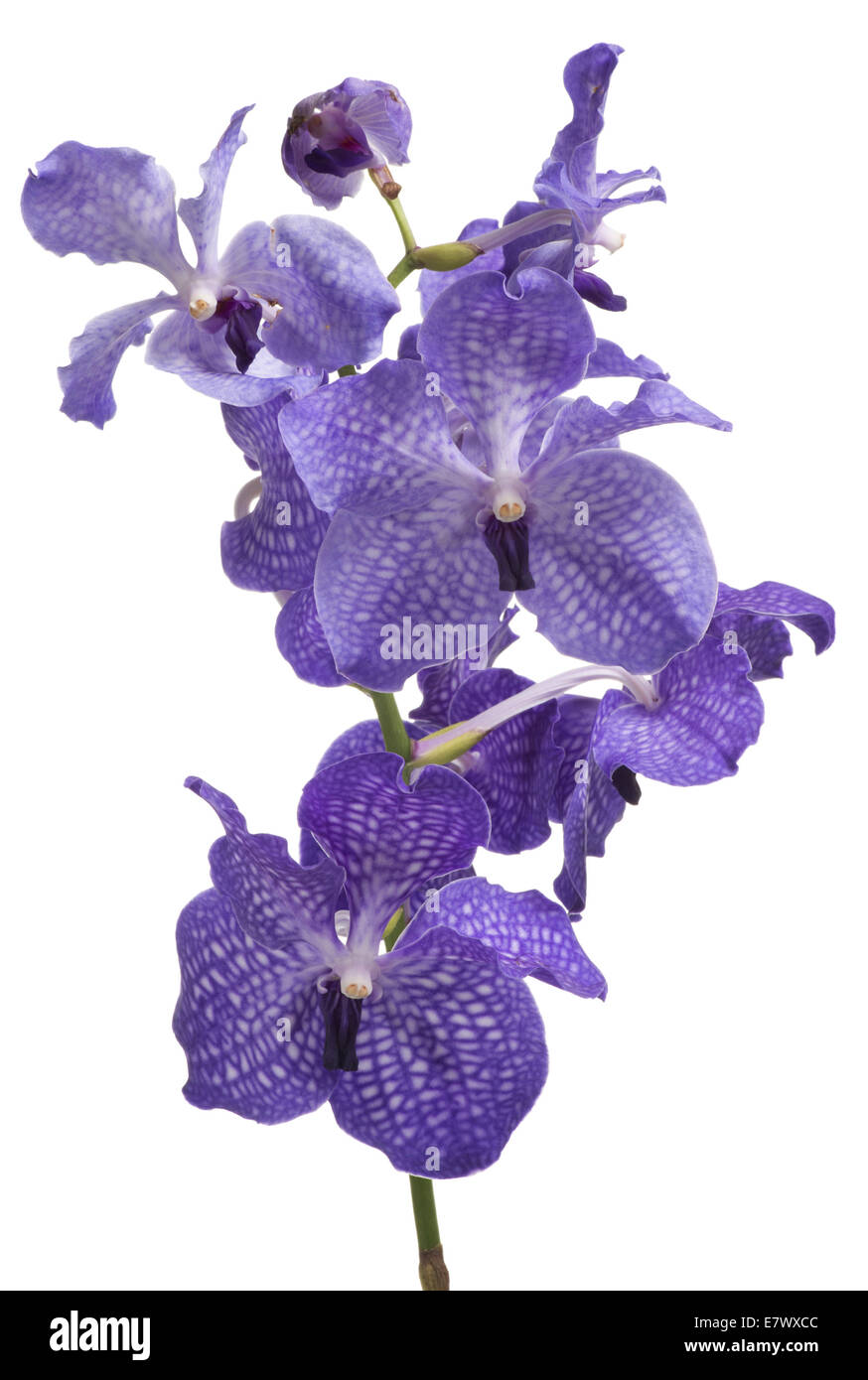 Violet Orchidea Stock Photo