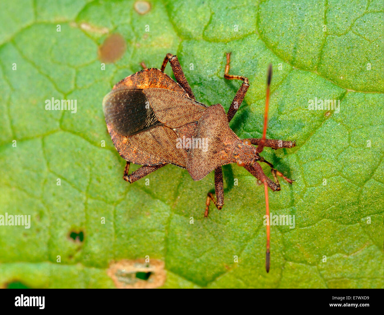 Dock Bug or Squash Bug - Coreus marginatus Stock Photo