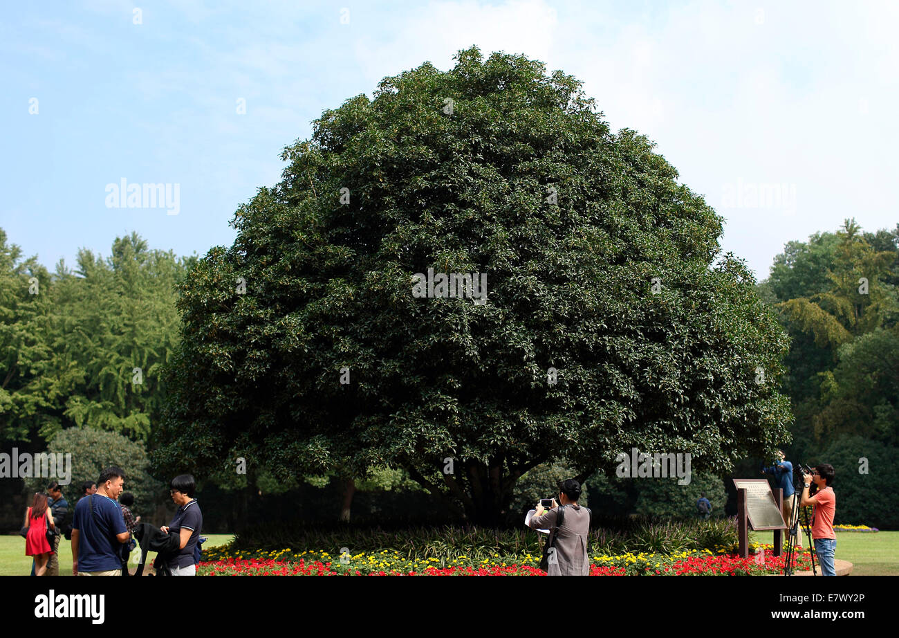 The biggest Osmanthus tree in Nanjing, which called the king of Jinling trees blooms in Nanjing, Jiangsu, China on 24th September, 2014. Stock Photo