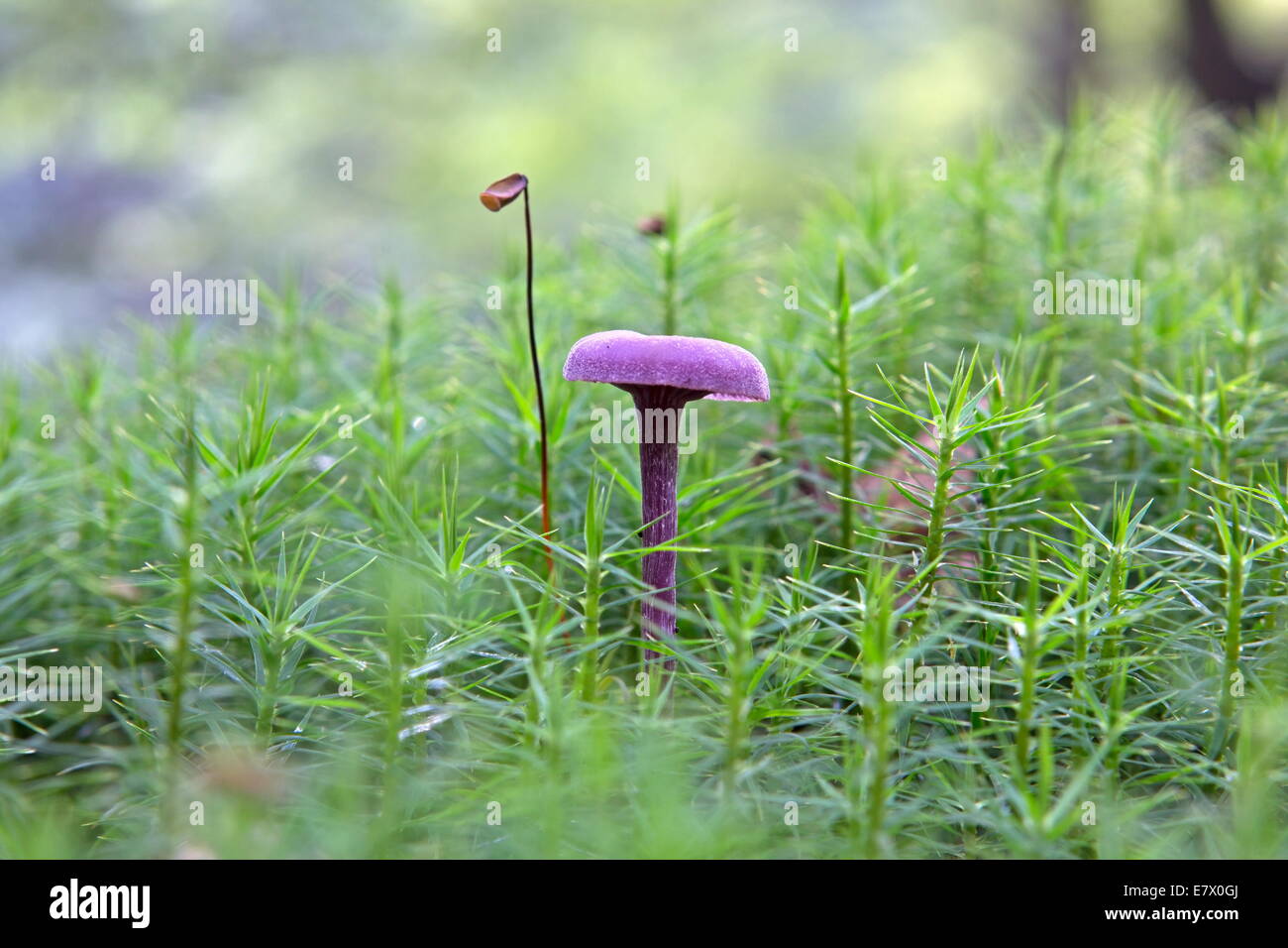 red cabbage mushroom grows between gaffeltandmos in the autumn forest, Netherlands Stock Photo