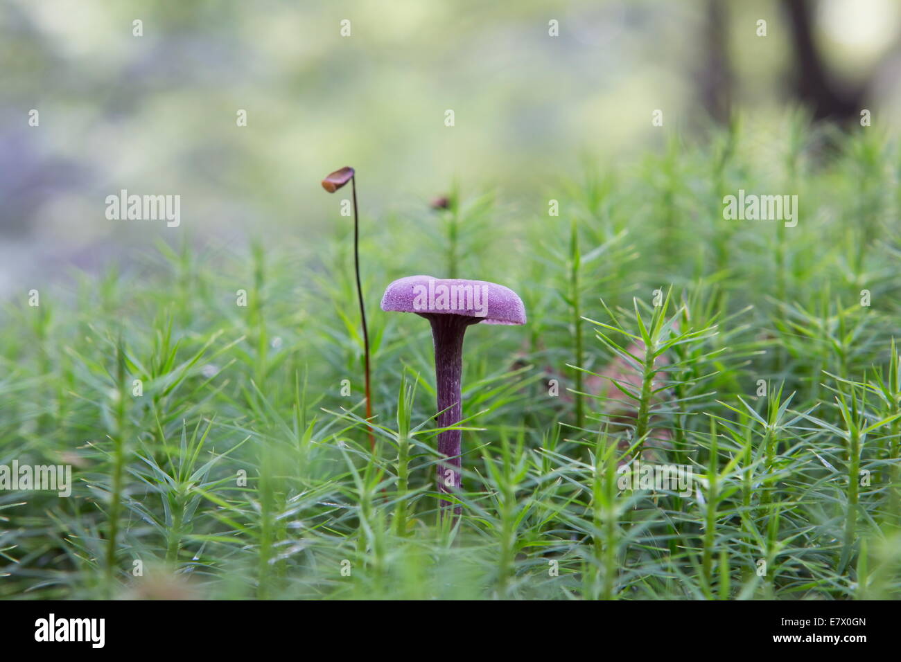 red cabbage mushroom grows between gaffeltandmos in the autumn forest, Netherlands Stock Photo