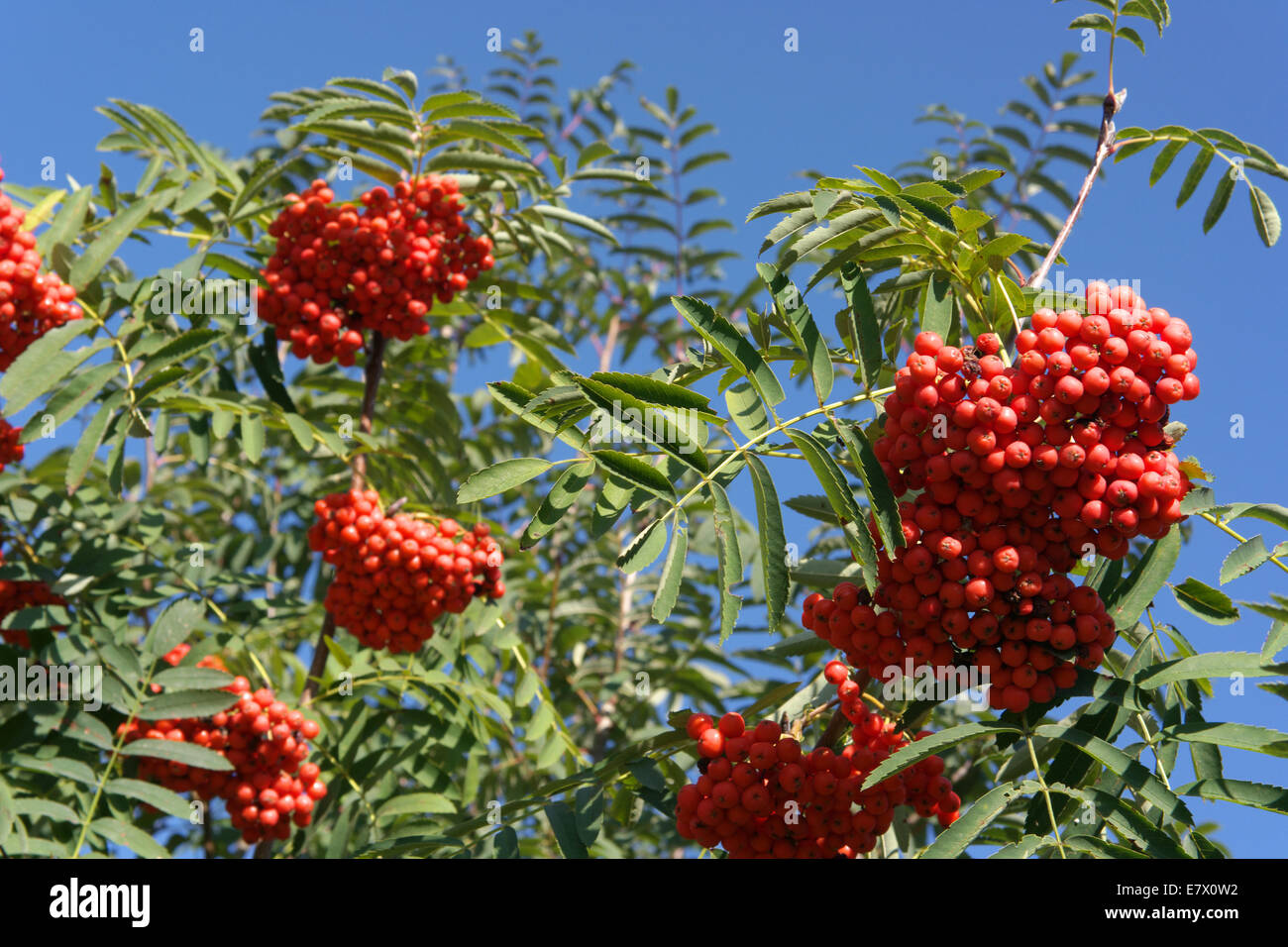ashberry at dry sunny day Stock Photo - Alamy