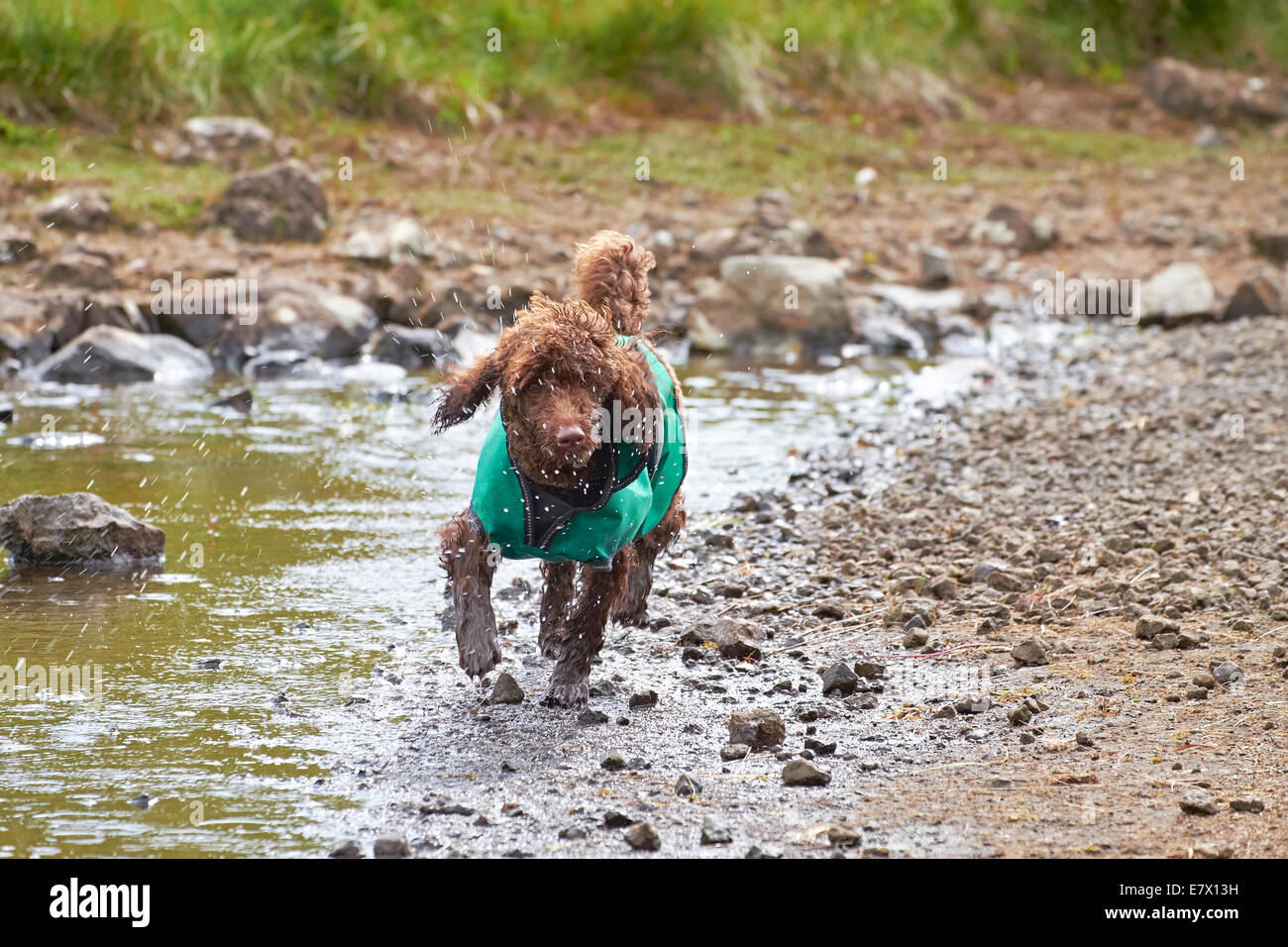 A dog running along the waters edge with water splashing up. Stock Photo