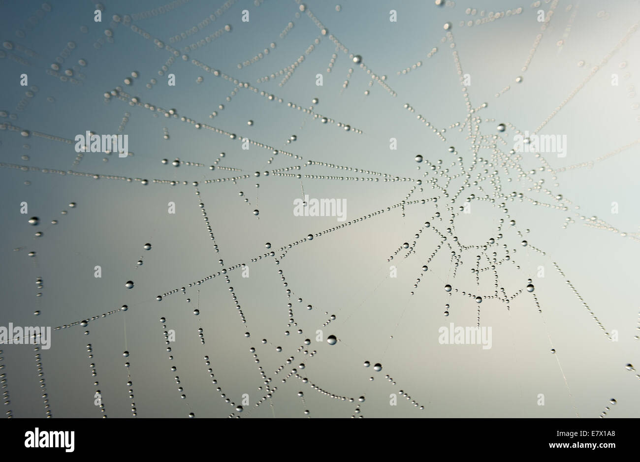 Early morning dew settles on a spider's web after a cold night in autumn, west Wales, UK. Stock Photo