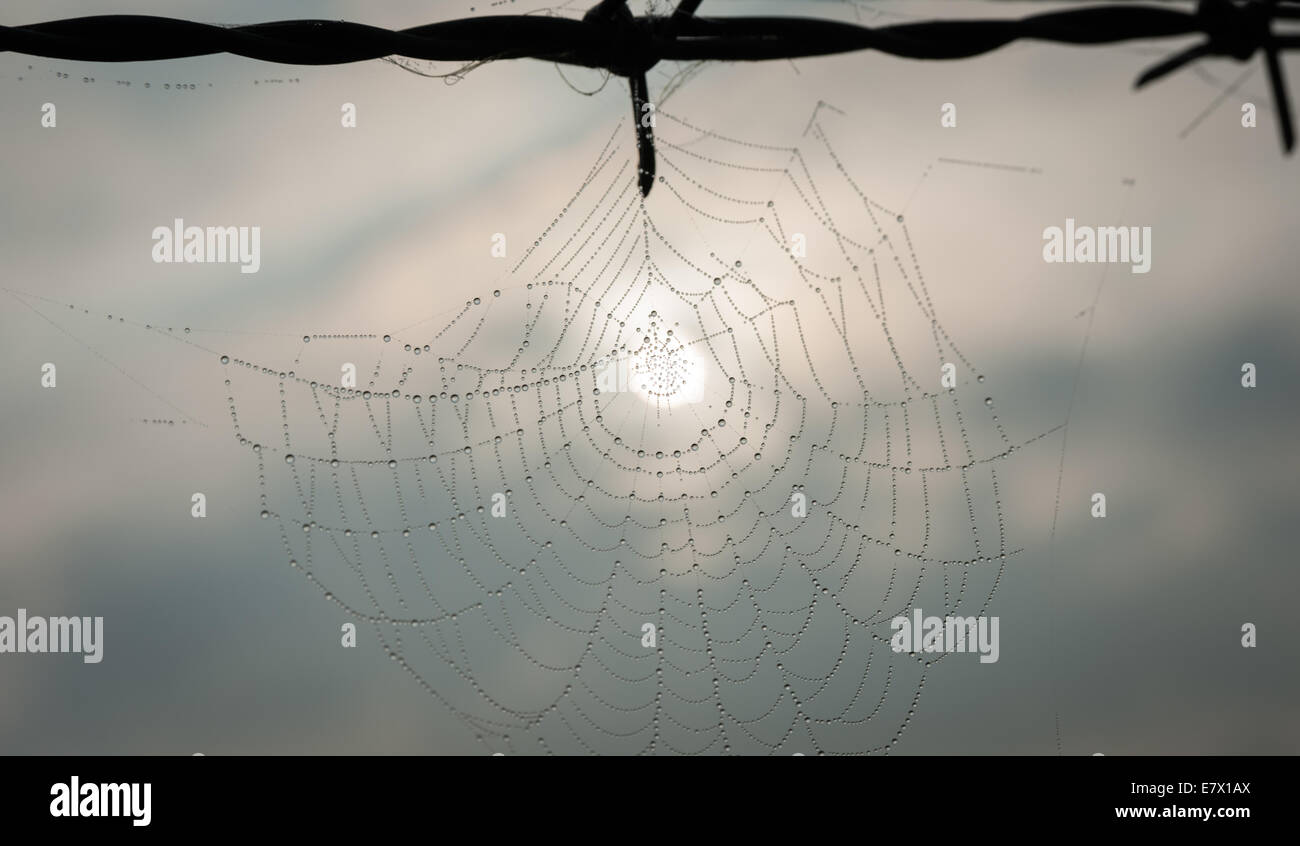 Early morning dew settles on a spider's web after a cold night in autumn, west Wales, UK. Stock Photo