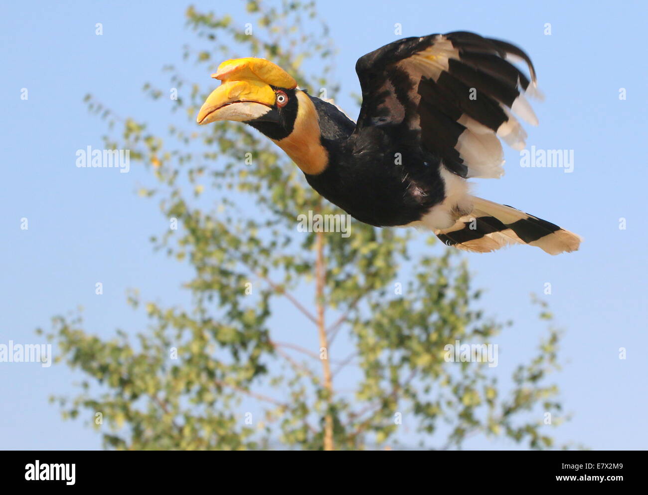 Great Indian hornbill (Buceros bicornis) a.k.a. great pied hornbill in flight at close range Stock Photo