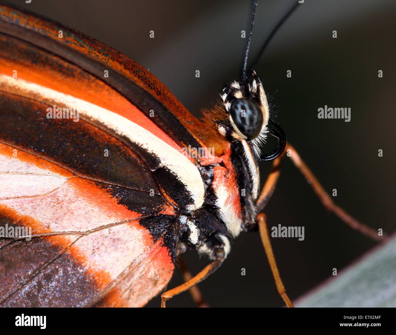 Banded Orange Heliconian (Dryadula phaetusa) in extreme close-up crop. A.k.a.. Banded Orange or Orange Tiger Butterfly Stock Photo