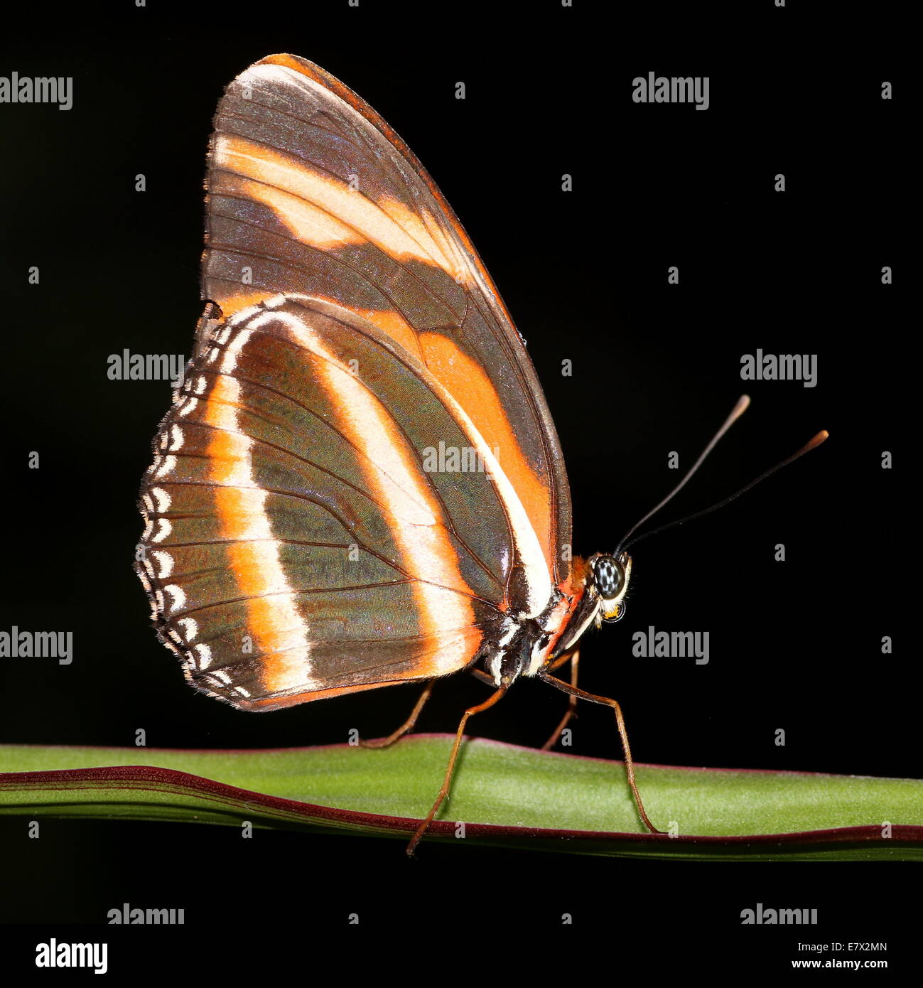 Banded Orange Heliconian (Dryadula phaetusa) on a blade of grass. A.k.a.. Banded Orange or Orange Tiger Butterfly Stock Photo