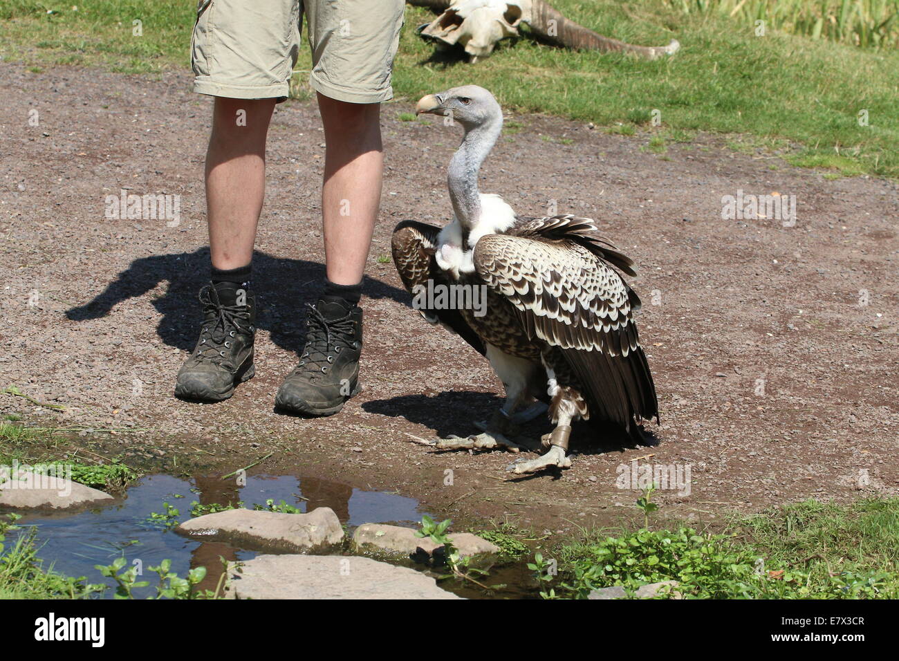 Rüppell's - Griffon - Vulture (Gyps rueppellii) during a raptor show at ...