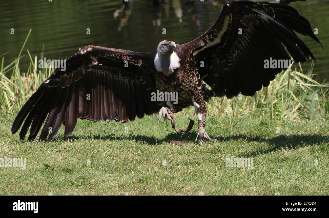 Rüppell's - Griffon - Vulture (Gyps rueppellii) during a raptor show at ...