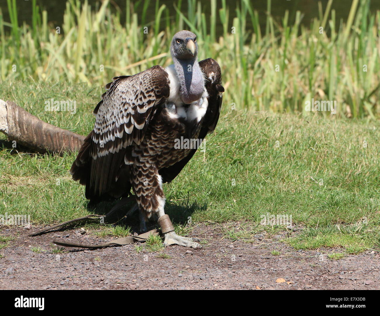 Captive Rüppell's - Griffon - Vulture (Gyps rueppellii) during a raptor ...