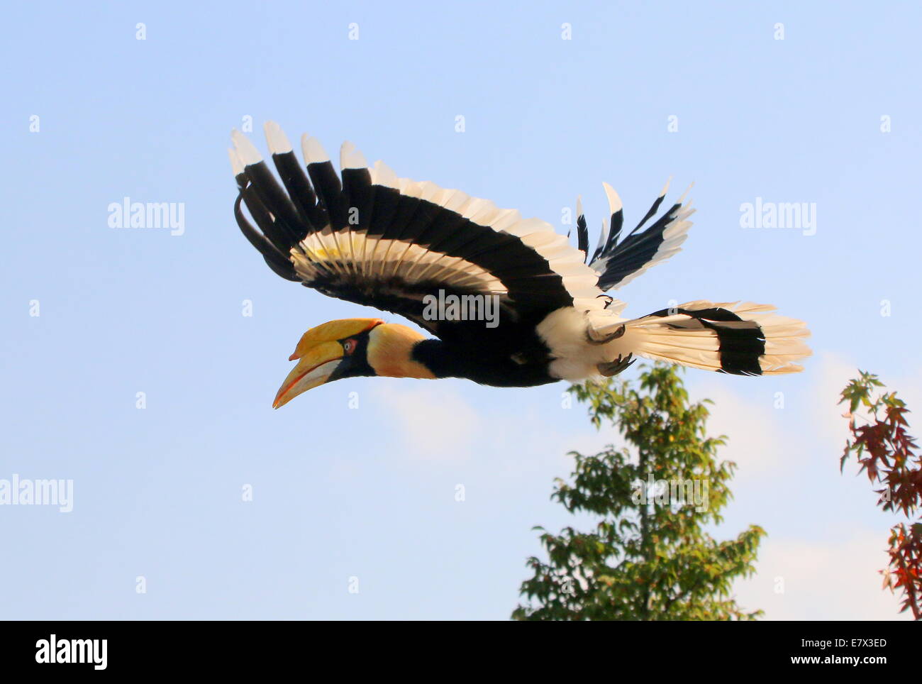 Great Indian hornbill (Buceros bicornis) a.k.a. Asian great pied hornbill flying by at close range Stock Photo