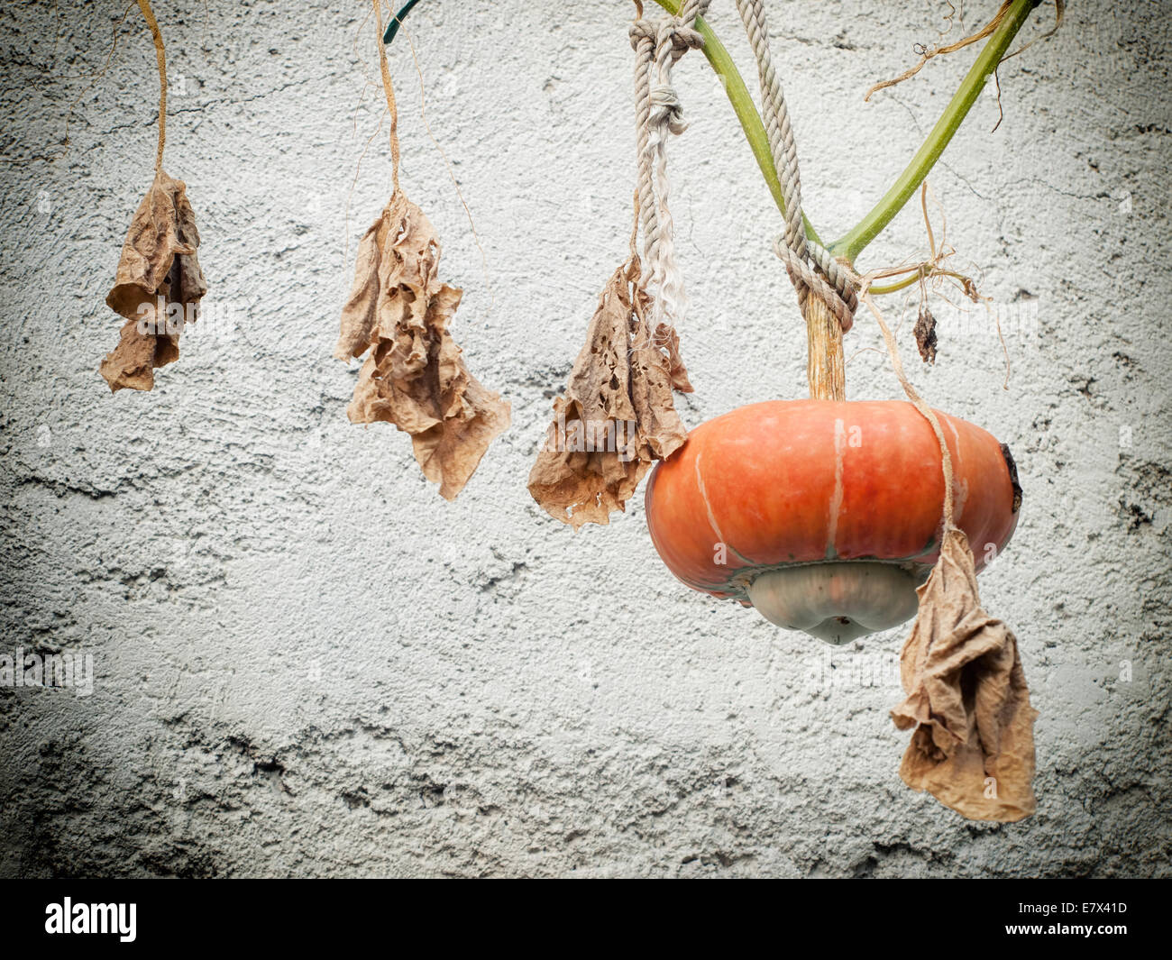 Gourd hanging still on a stem with dry leaves in front of grunge