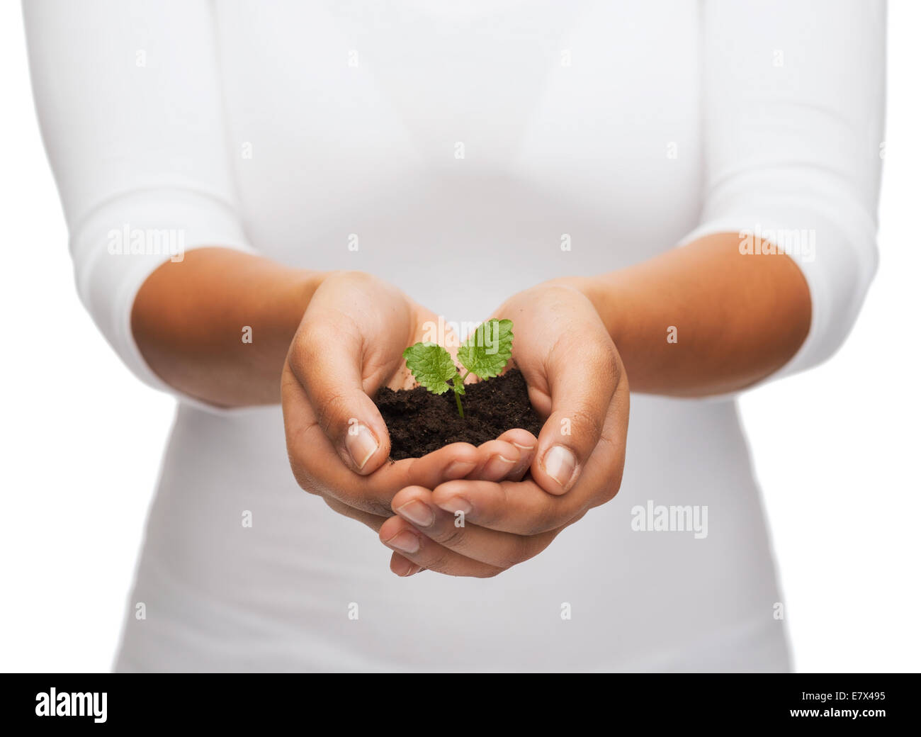 woman hands holding plant in soil Stock Photo - Alamy