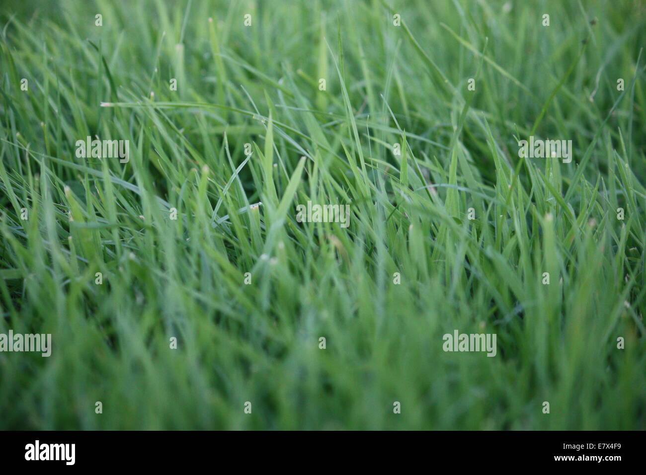 close up of green grass in a field Stock Photo - Alamy