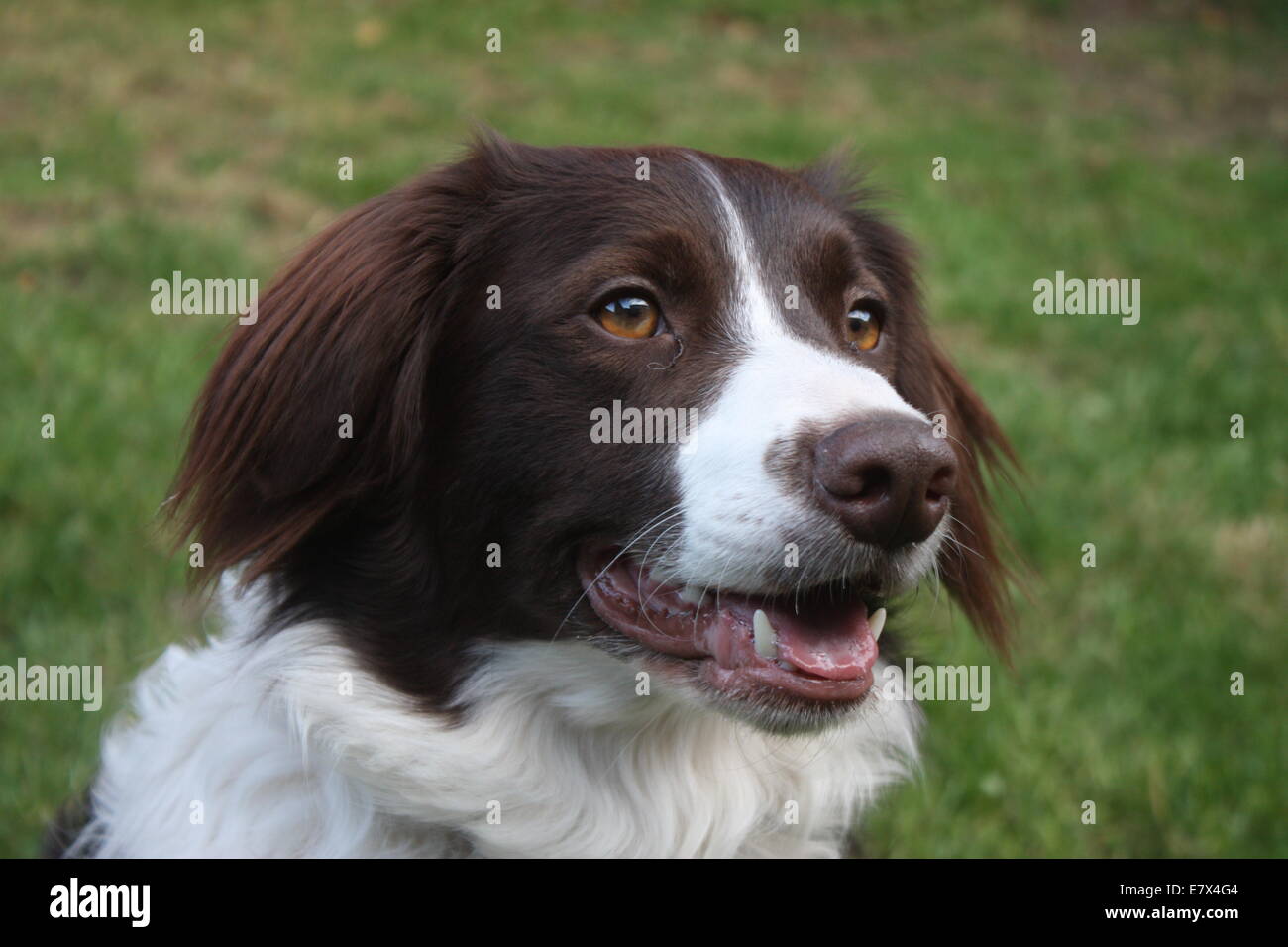 Collie Cross Springer Spaniel High Resolution Stock Photography and Images  - Alamy