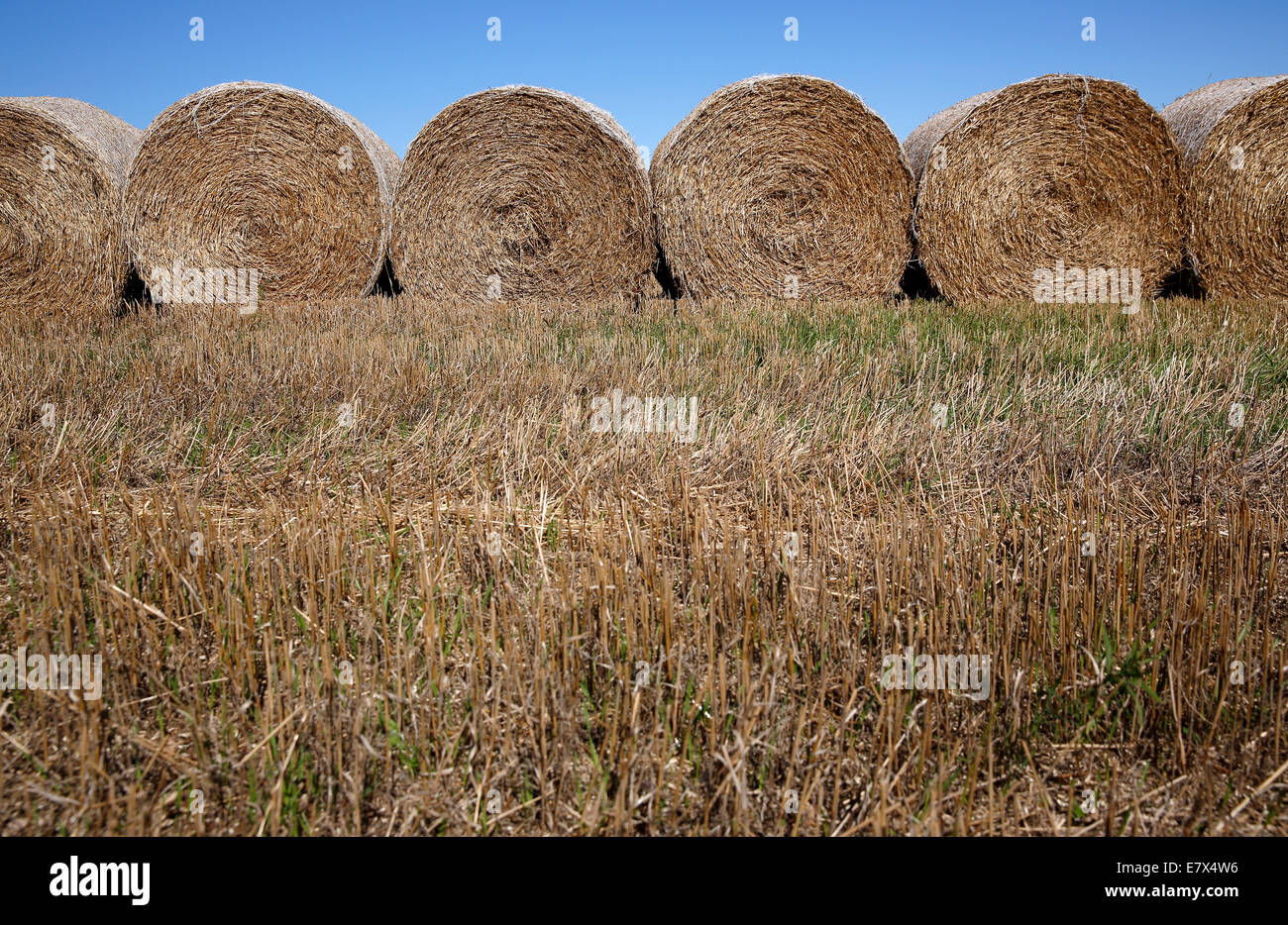 Rolled hay bales, Nova Scotia, Canada Stock Photo