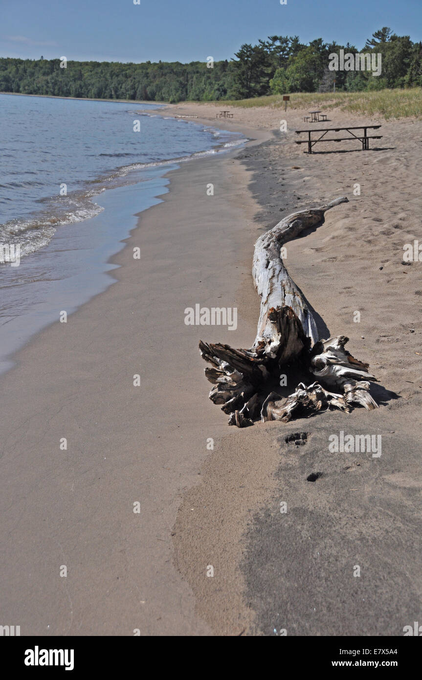 Driftwood lying on a beach in Northern Ontario Stock Photo