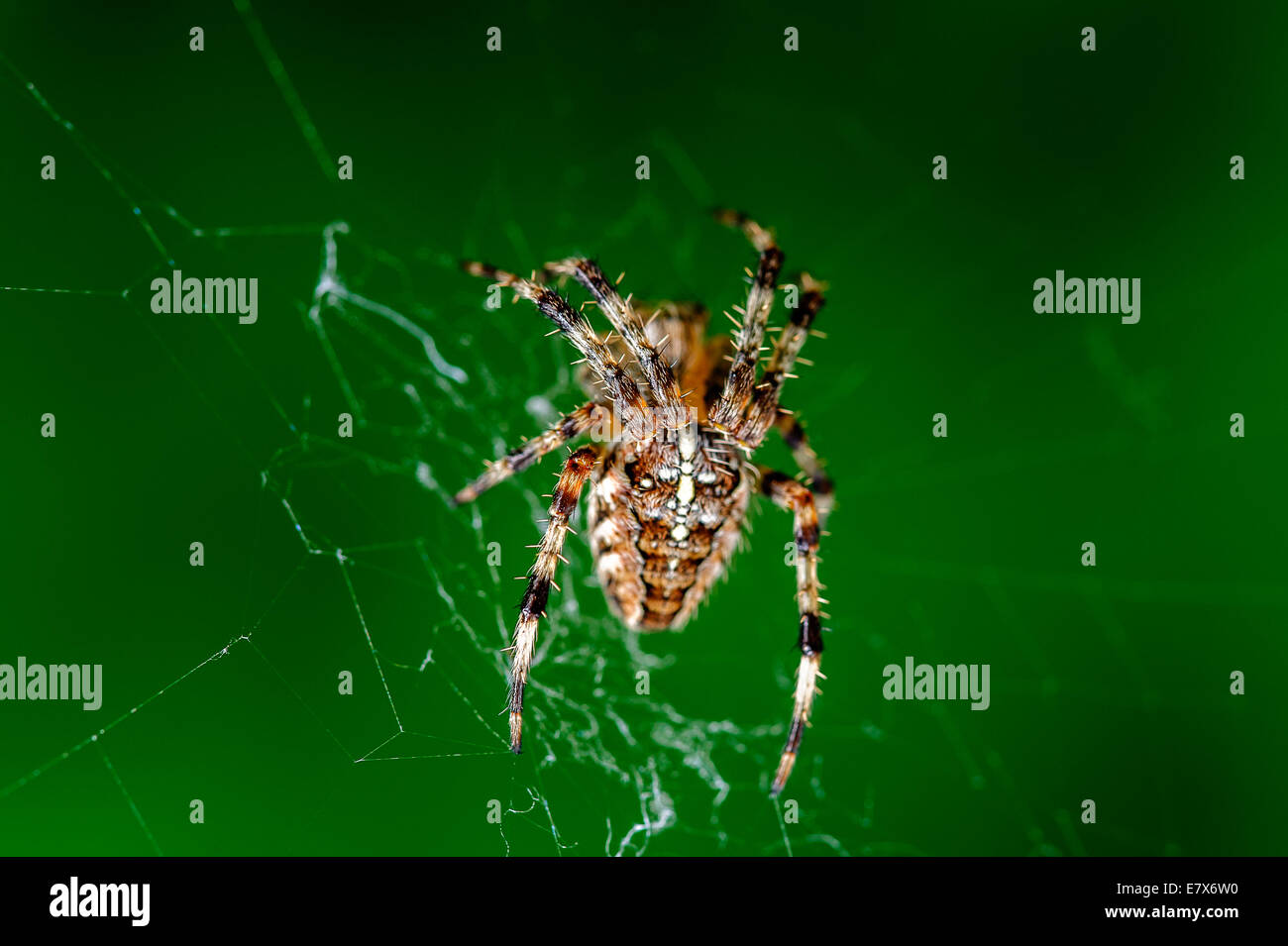 The European garden spider, diadem spider, cross spider, or cross orbweaver (Araneus diadematus) is a common orb-weaver spider f Stock Photo