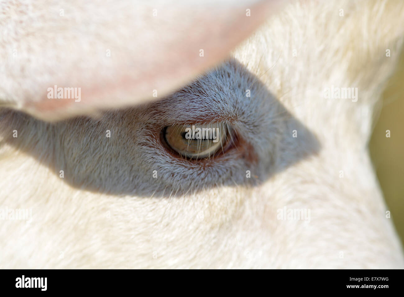 goat eye close up Stock Photo