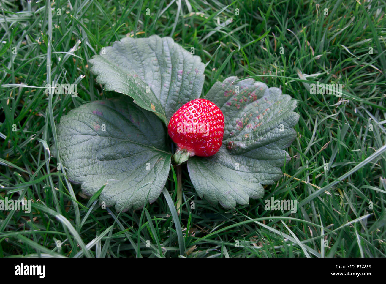 strawberry in the fruit garden Stock Photo - Alamy