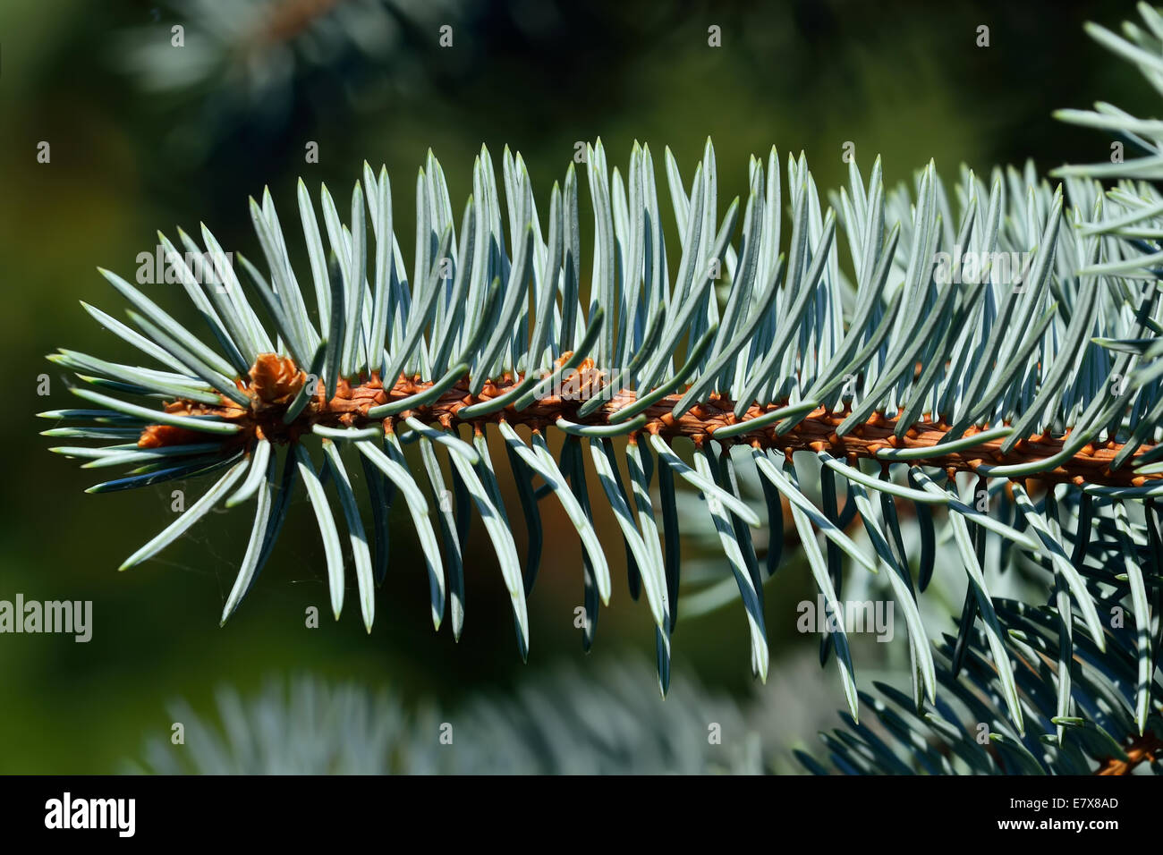 Needles of blue spruce (Picea pungens) closeup Stock Photo