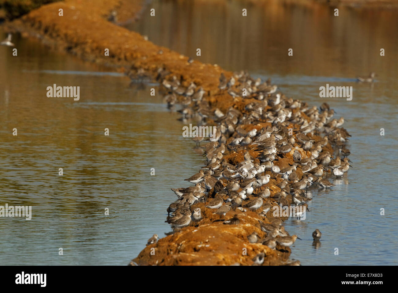 Mixed flock of Dunlins, Curlew Sandpipers and Sanderlings Stock Photo