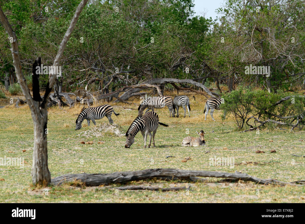 Wild Burchell's zebra in Africa's National park, a lovely safari sight