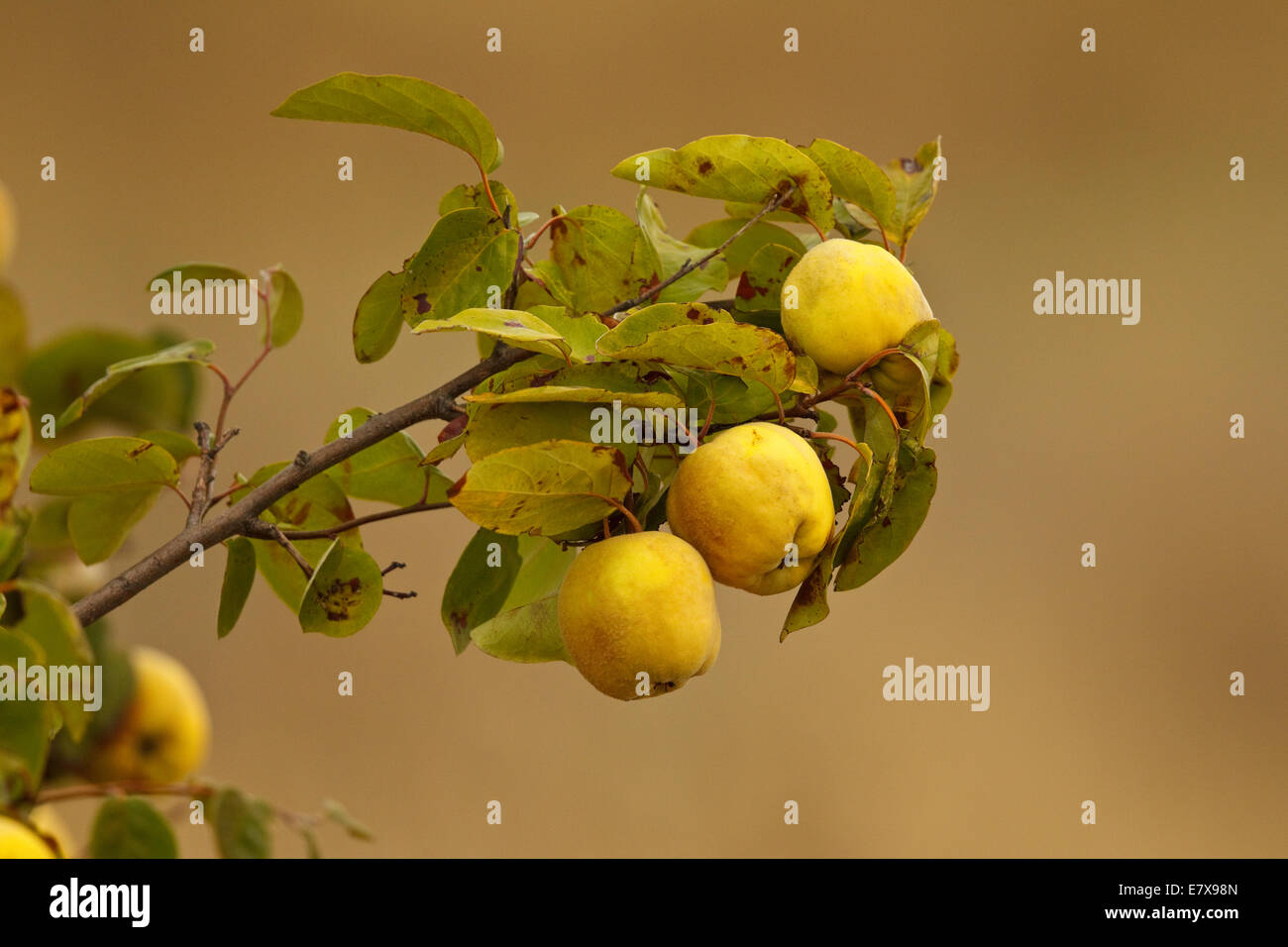 Rose Family Fruit Trees Fruit Trees rose-family-fruit-trees-fruit-trees