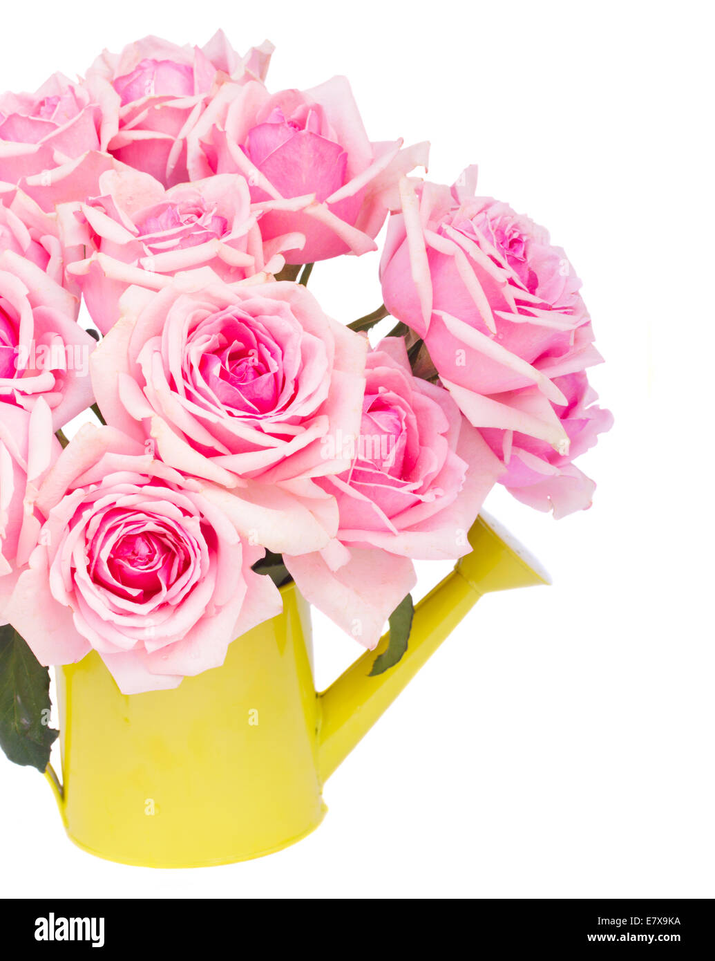 bunch of fresh pink roses Stock Photo - Alamy
