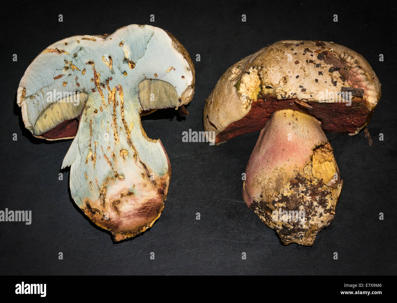 Satan's Bolete (Boletus satanas) fungi Stock Photo