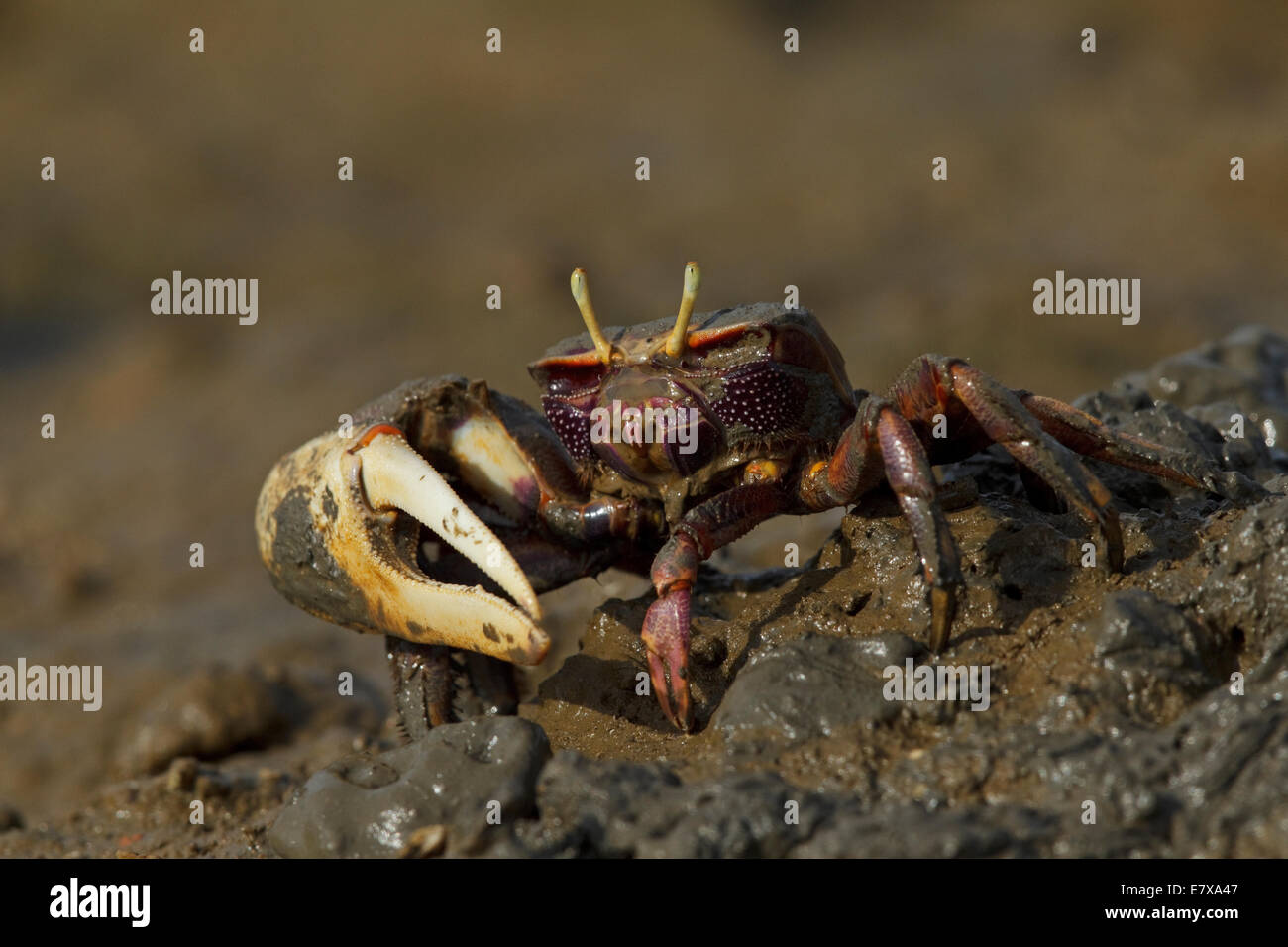 European fiddler crab (Uca tangeri), male, Cypodidae Stock Photo