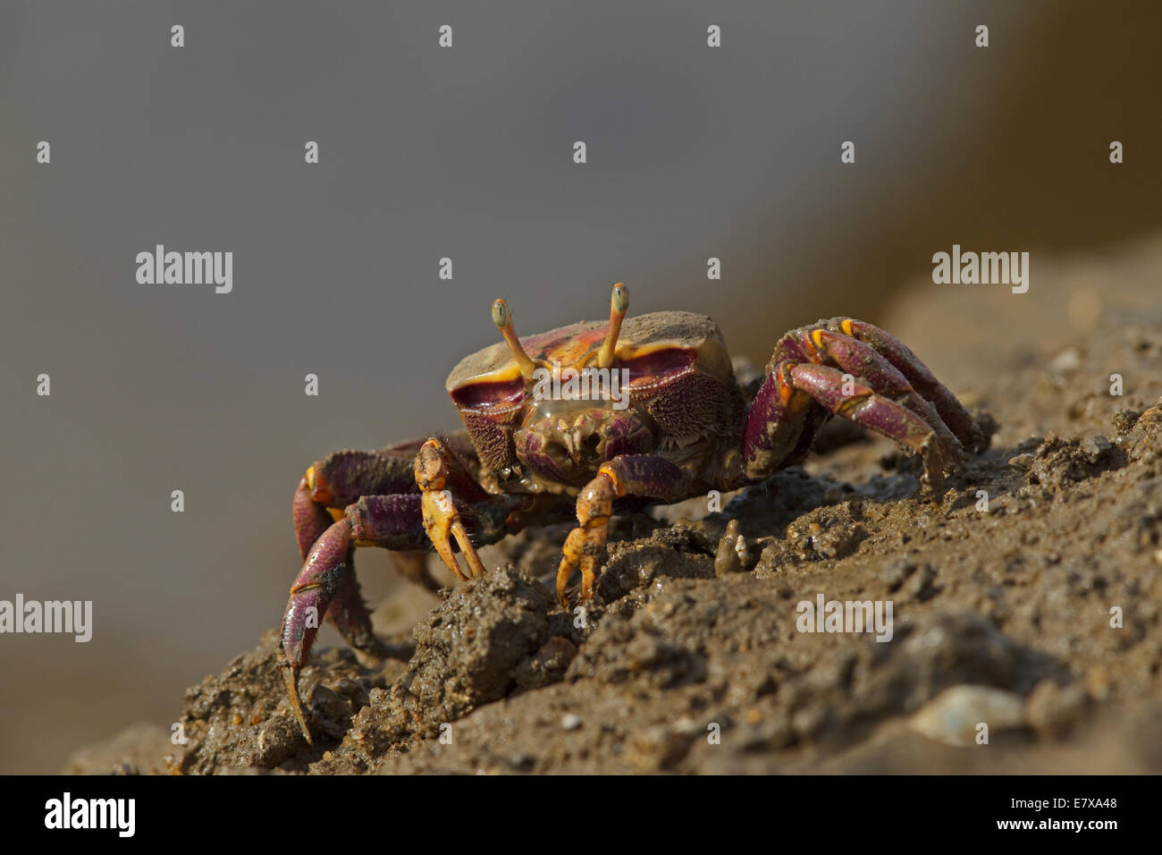 Female of fiddler crab hi-res stock photography and images - Alamy