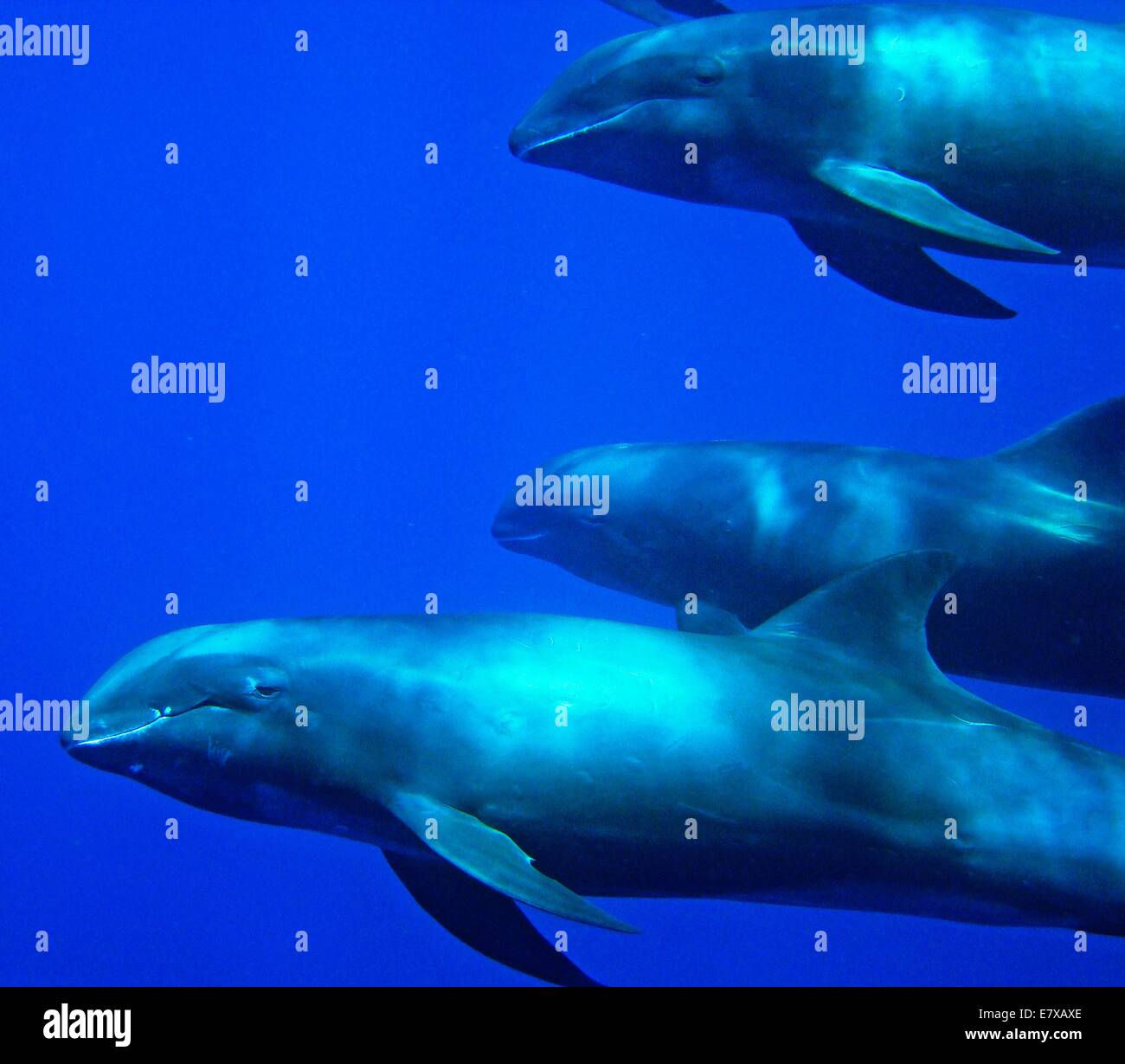 Melonhead hires stock photography and images Alamy