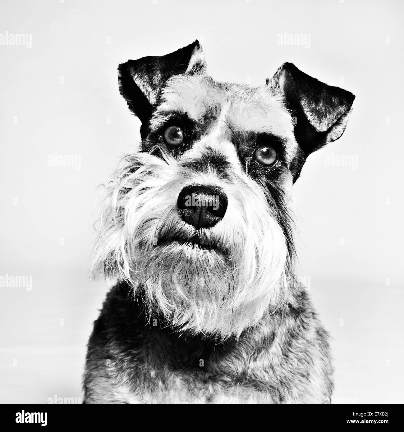 Miniature Schnauzer, this breed of small dog of the Schnauzer type that originated in Germany in the mid-to-late 19th Century. Stock Photo
