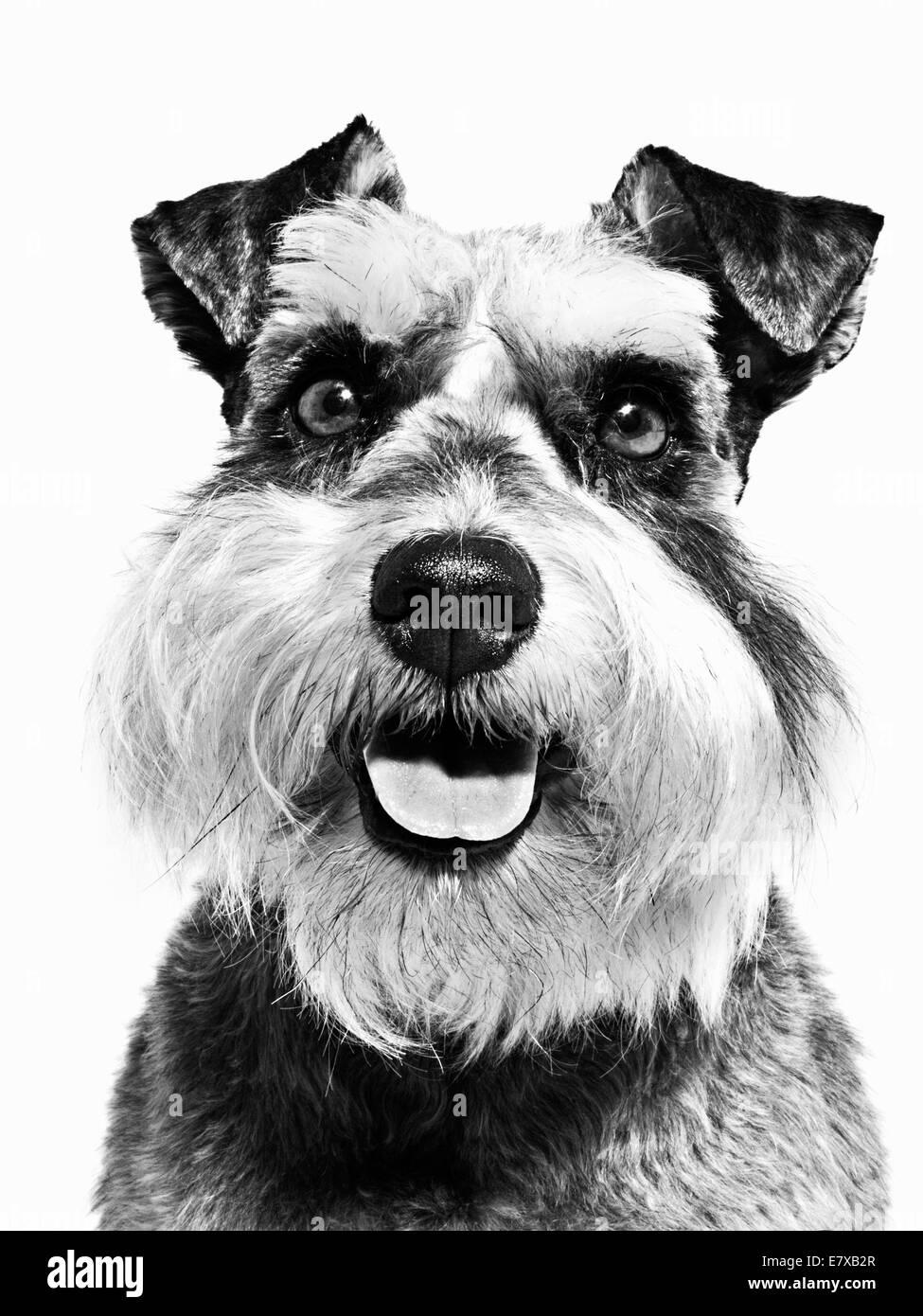 Miniature Schnauzer, this breed of small dog of the Schnauzer type that originated in Germany in the mid-to-late 19th century. Stock Photo