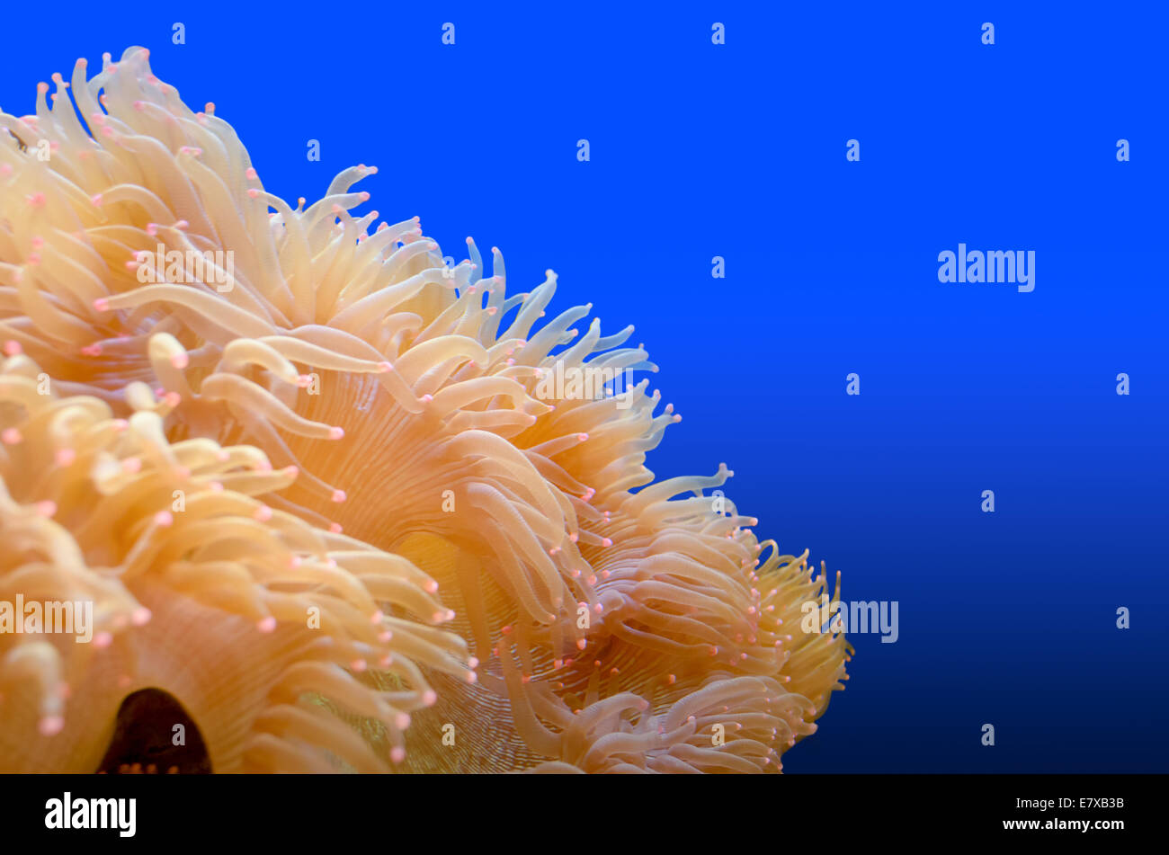 White anemones with pink tip on blue background, organism of the sea Stock Photo